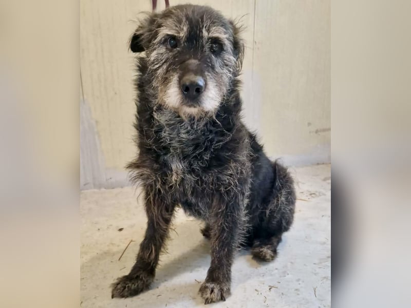 Todtrauriger Senior Finn