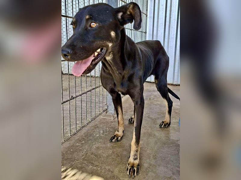 Tora – sanfte Hündin sucht ein ruhiges Zuhause