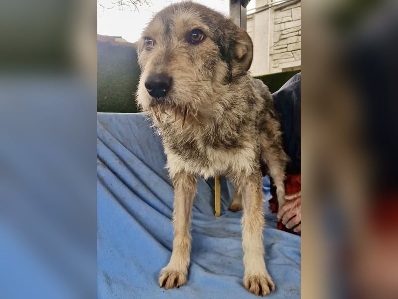 Liebevoller Benny sucht sein Glück