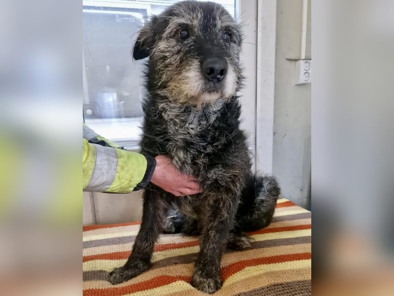 Todtrauriger Senior Finn