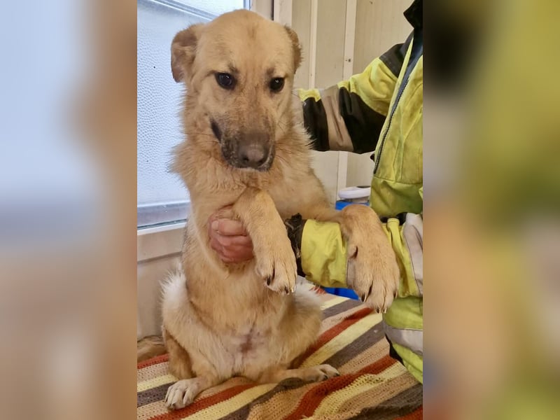 Sora, freundliche Junghündin