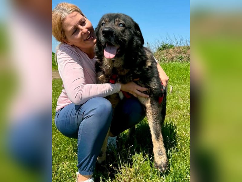 Sandy – sanfte Riesin mit großem Herzen sucht ihr Zuhause