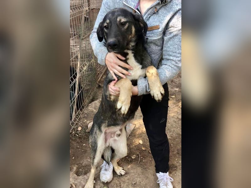 Koyal Kuschelkönig - verträglich und verschmust