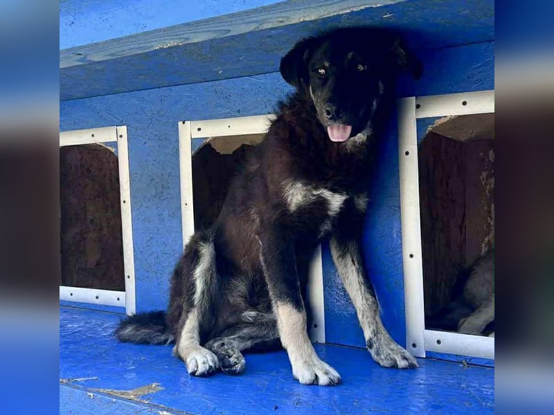 Katzenfreundlicher, sanfter Rüde Jack