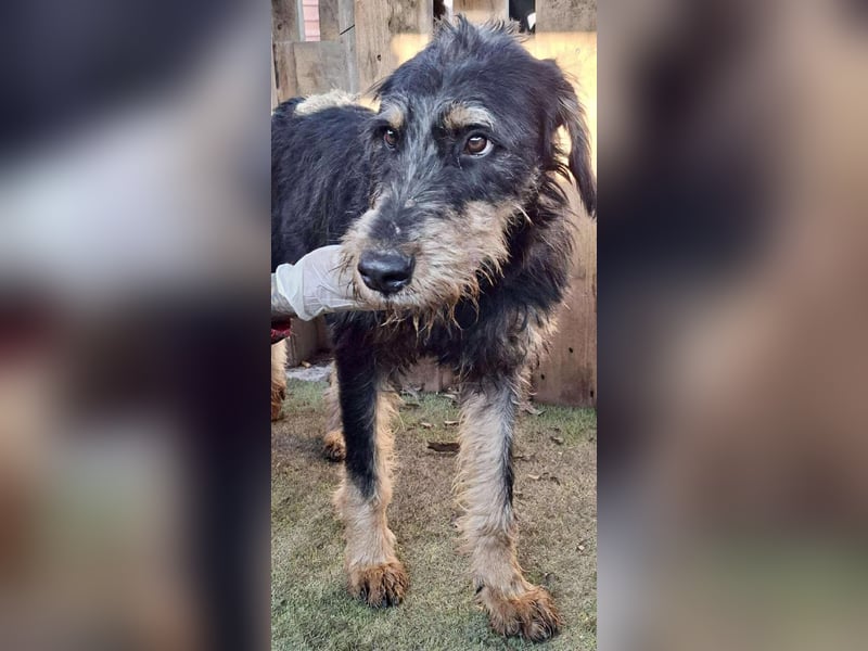 Freundlicher Junghund Malte