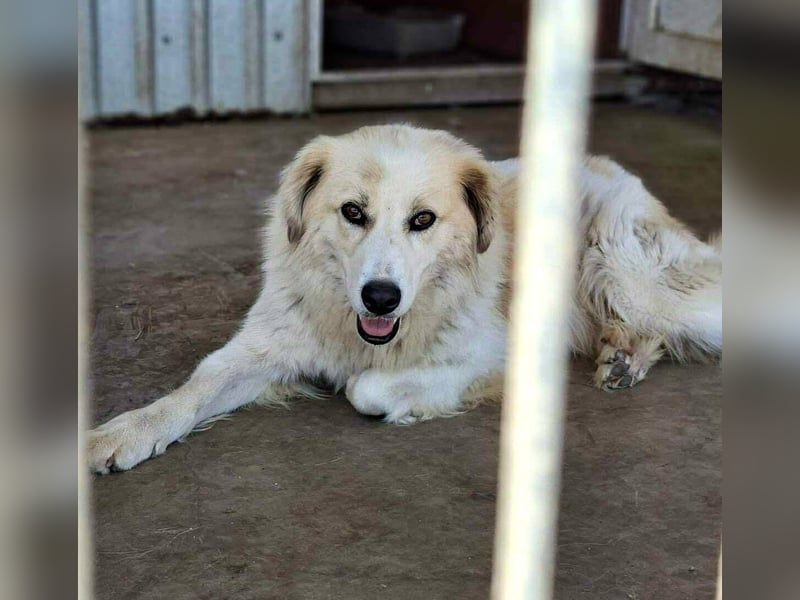 Henry – sensibler Rüde wartet auf seine Chance