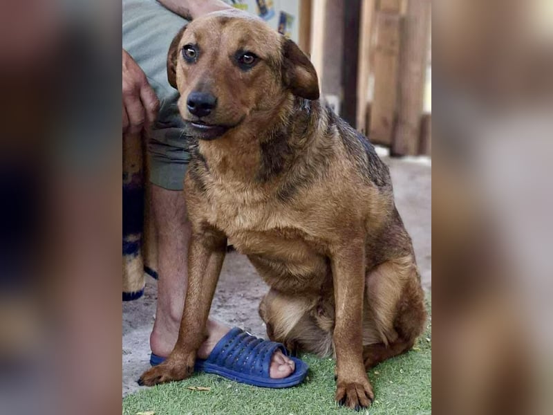 Rocket - dankbare Frohnatur