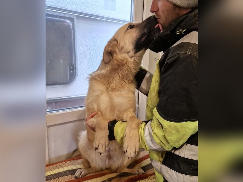 Sora, freundliche Junghündin