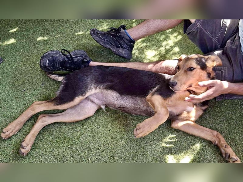 Pumba – sensibler Junghund sucht sein Zuhause