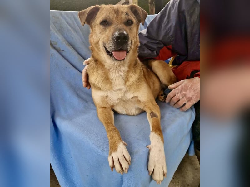 Super freundlicher Bolek