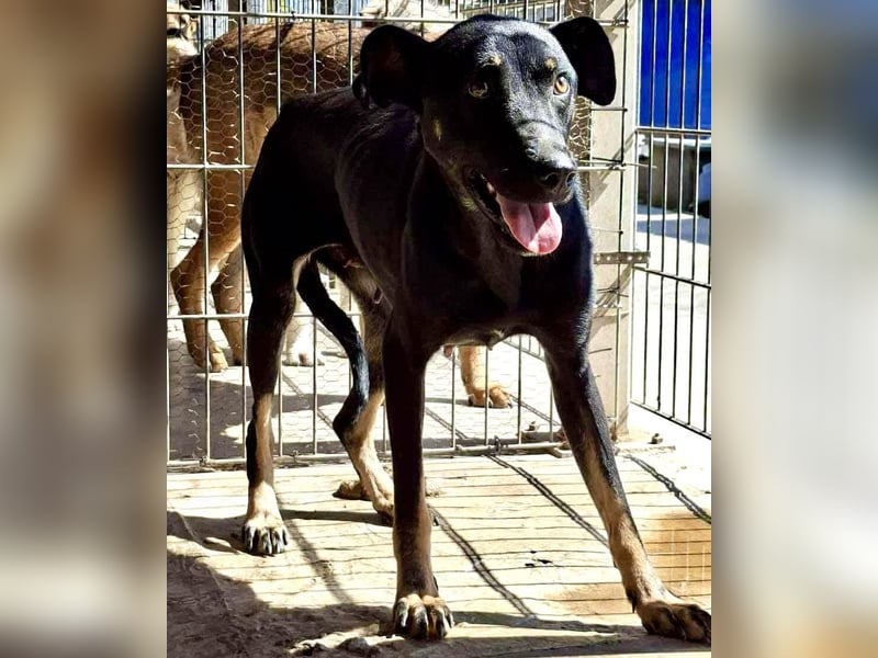 Tora – sanfte Hündin sucht ein ruhiges Zuhause