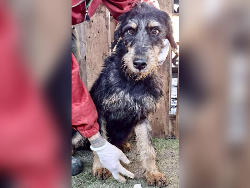 Freundlicher Junghund Malte