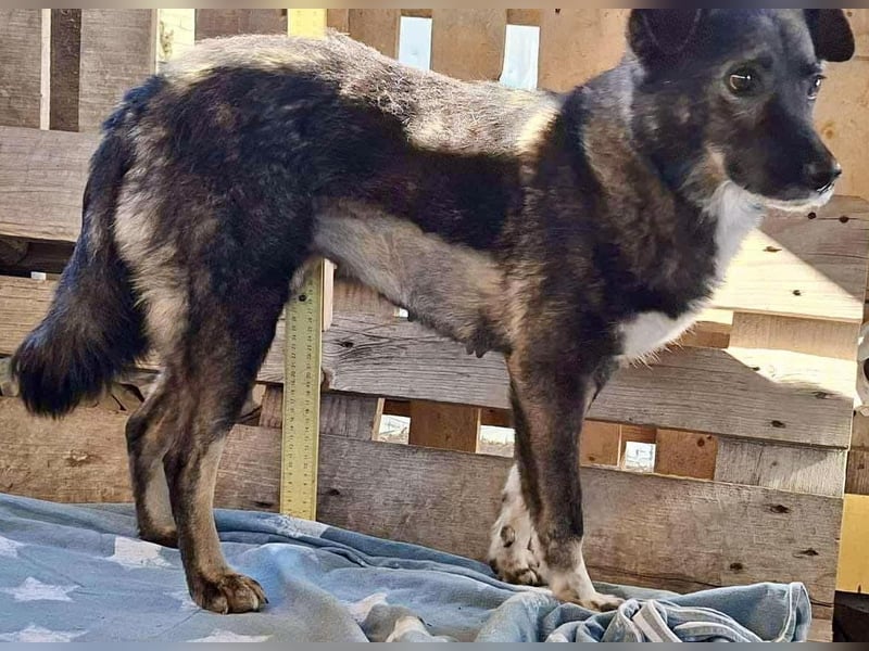 Seniorin Nancy, sanfte Hundeseele sucht liebevolles Zuhause