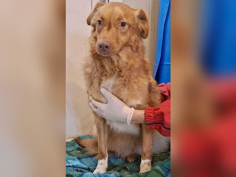 Lezia – eine Seele, die lernen möchte zu vertrauen