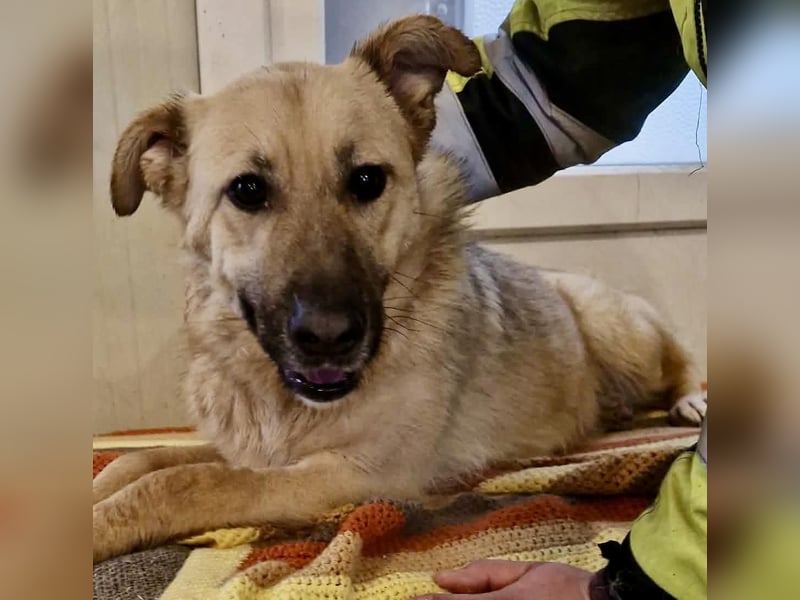 Sora, freundliche Junghündin