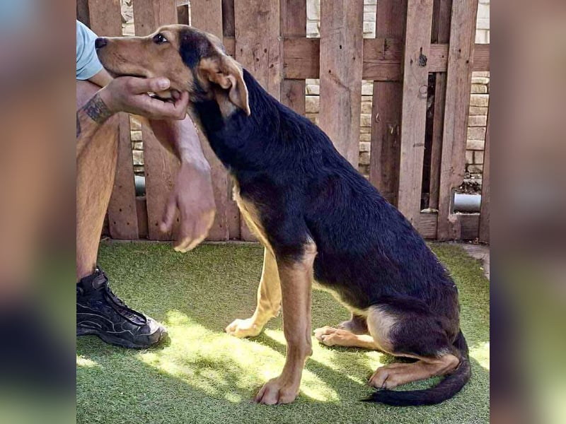 Pumba – sensibler Junghund sucht sein Zuhause