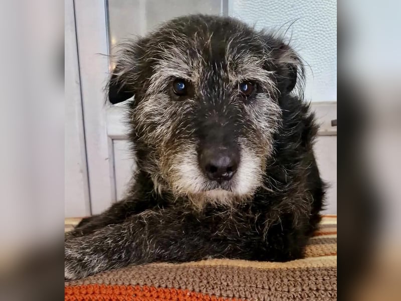 Todtrauriger Senior Finn