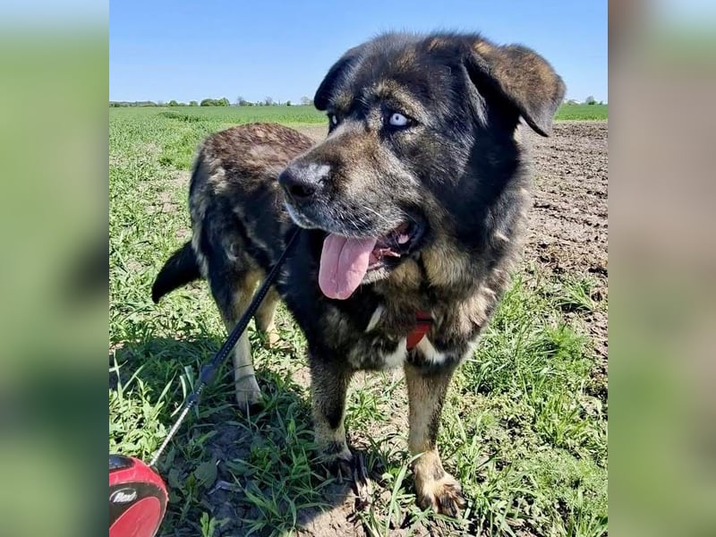 Sandy – sanfte Riesin mit großem Herzen sucht ihr Zuhause