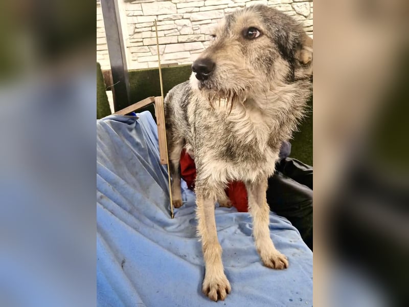 Liebevoller Benny sucht sein Glück