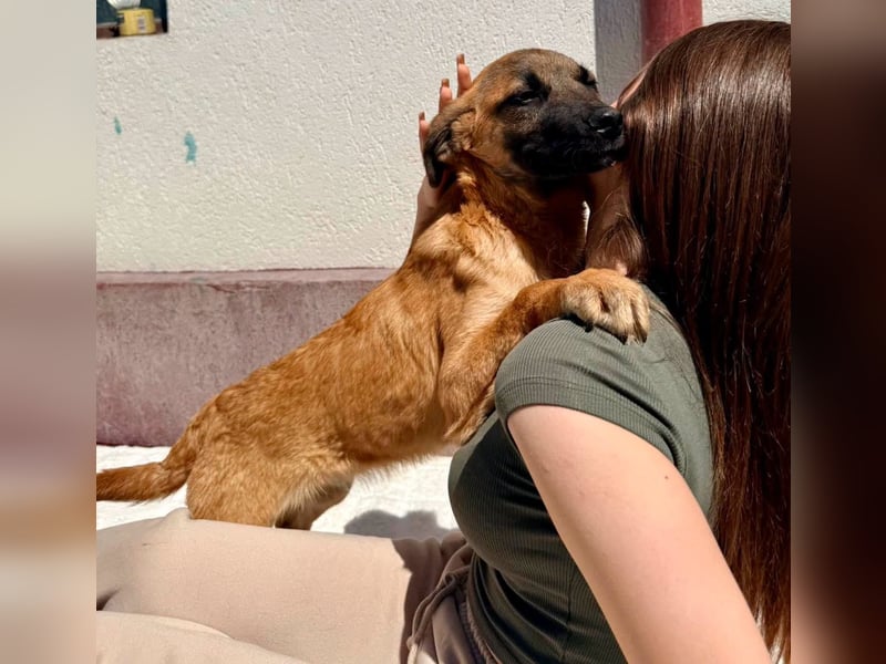 Bino ,vorsichtiger Herzensjunge sucht sein Glück.