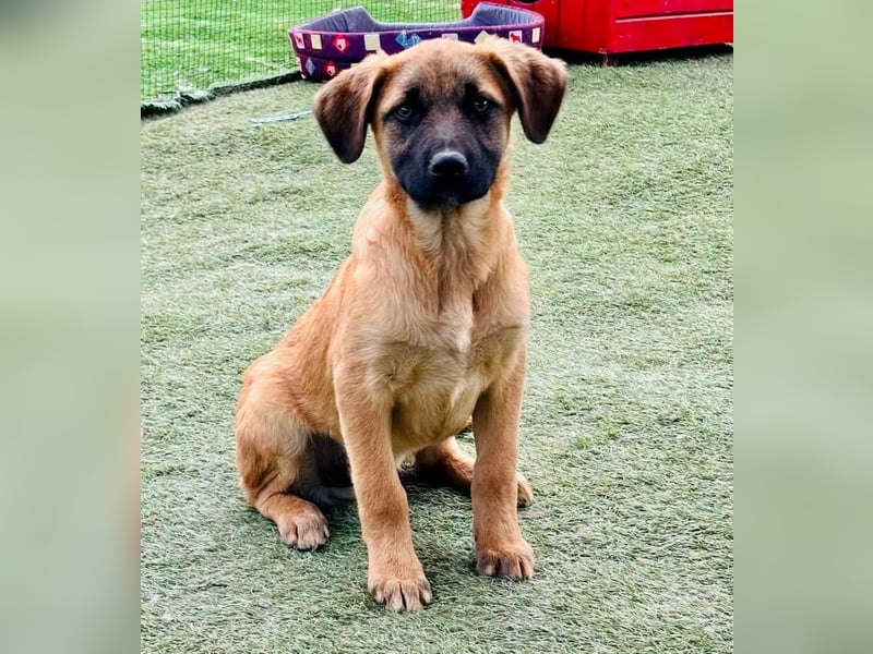 Bino ,vorsichtiger Herzensjunge sucht sein Glück.