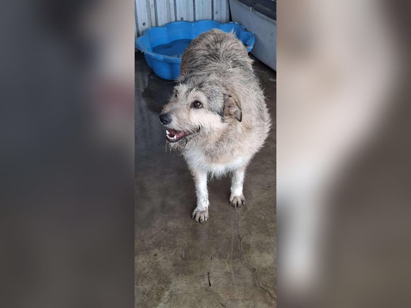 Mia - eine Seele von Hund auf der Suche nach Liebe