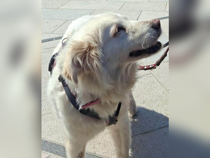 Seniorin Shelby sucht ruhiges Zuhause