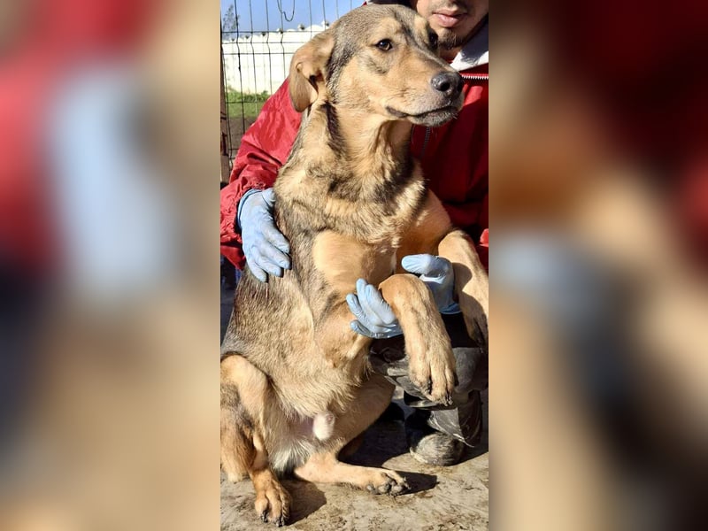 Verspielter, freundlicher Junghund Vito