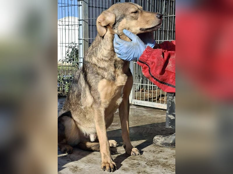 Verspielter, freundlicher Junghund Vito