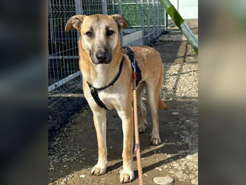 Ianjo, sanftes Riesenbaby sucht seine Familie
