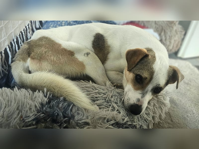 Schmusefreund IVO sucht sein Traumzuhause