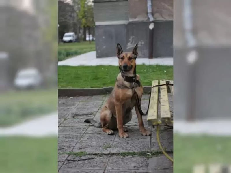 Malinoix Mix Angie lebt bei einer Tierärztin in Bulgarien