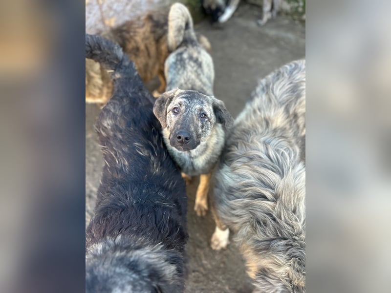 HELEN, schüchternes Notfell, 10 Monate, 53 cm, Herdenschutz-Mix, Tierschutz Rumänien
