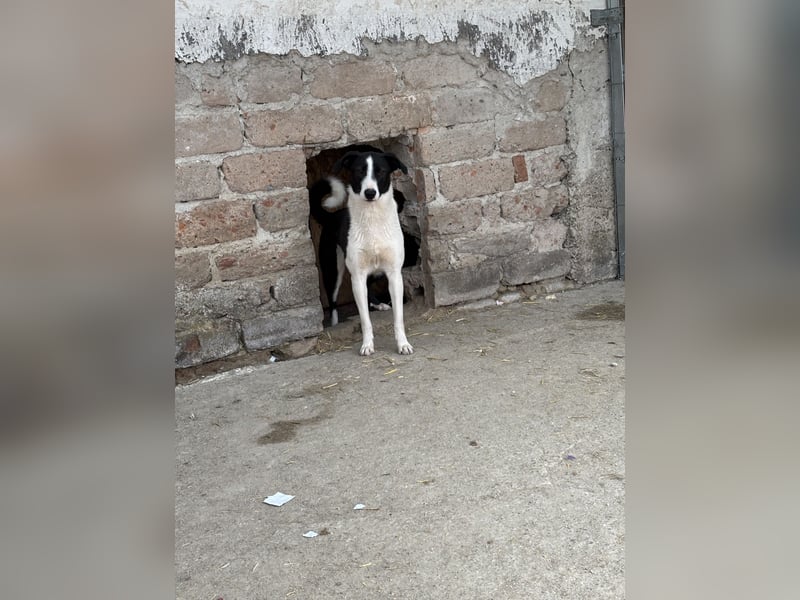 YAELA, wunderbarer Rohdiamant, 2,5 Jahre, 52 cm, Mischling, Tierschutz, Pflegestelle Bonn