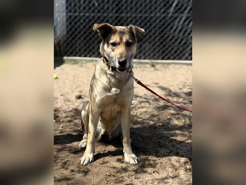 Nayeli sucht ein Zuhause mit Erfahrung