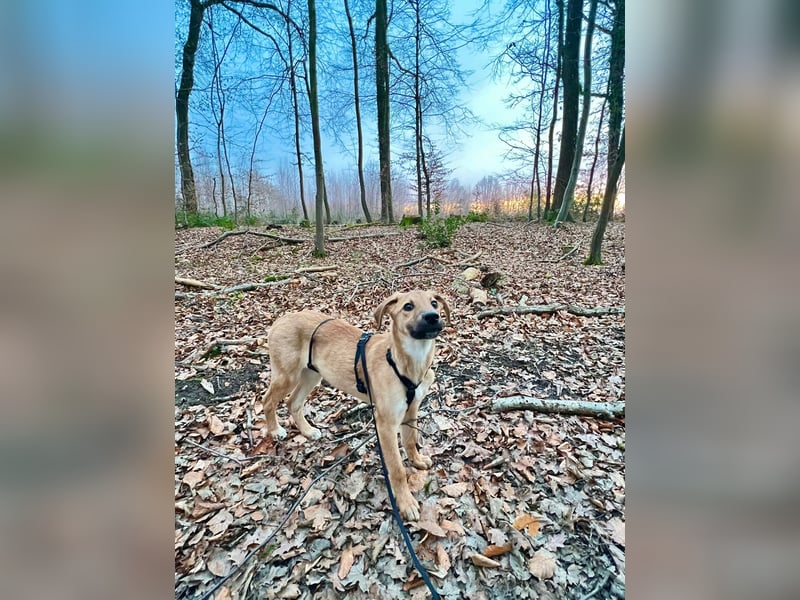 FELICY, smarter Windhund-Mix, 6 Monate, 54 cm, Tierschutz, Pflegestelle Kürten