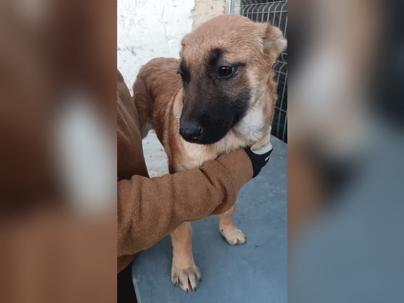 ⭐️TINNI⭐️, Malinois-Mix, Hündin, 9 Monate, 53 cm, Mischling, Tierschutz Rumänien