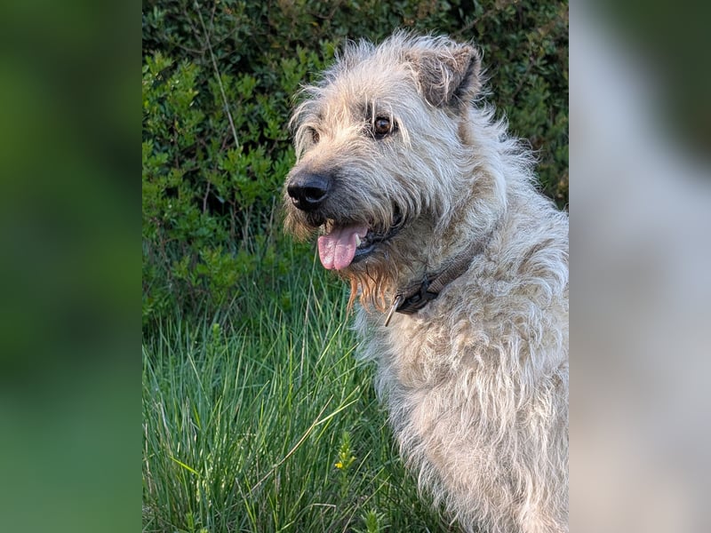 Aufgeschlossener Wooly wartet auf sein Happy End in Portugal!