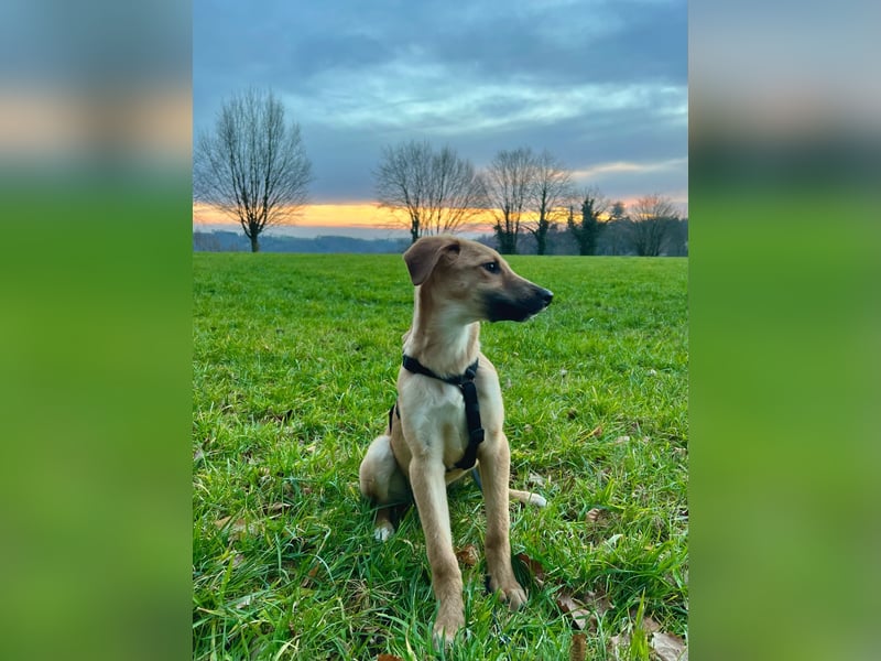 FELICY, smarter Windhund-Mix, 6 Monate, 54 cm, Tierschutz, Pflegestelle Kürten