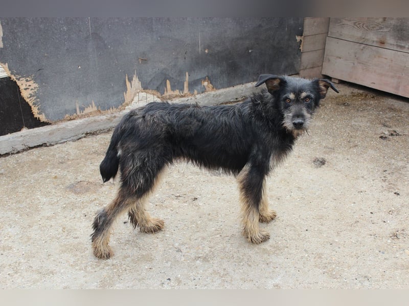 Rüde Urmel sucht seine Menschen