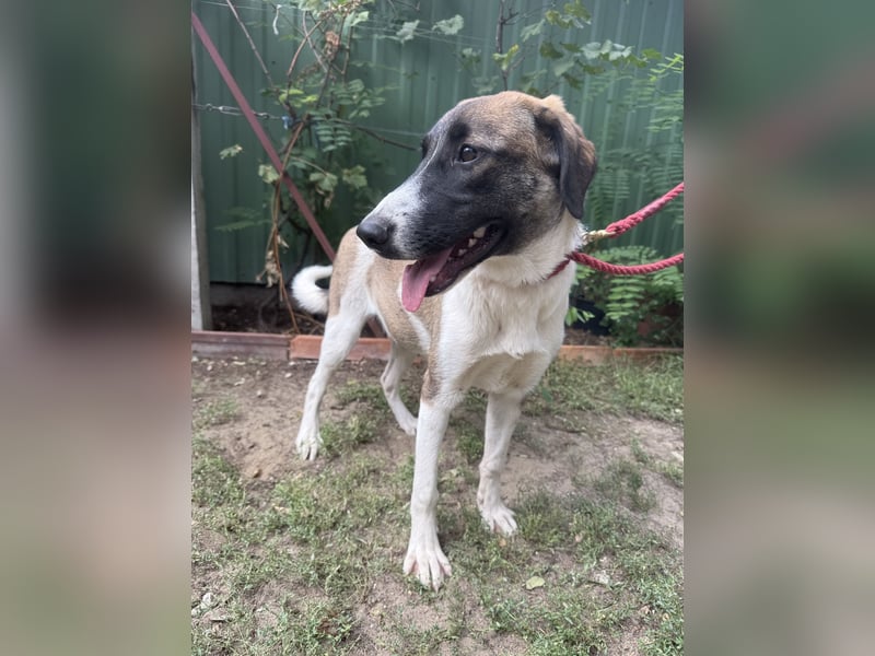 Hézöl sucht ihre Menschen!