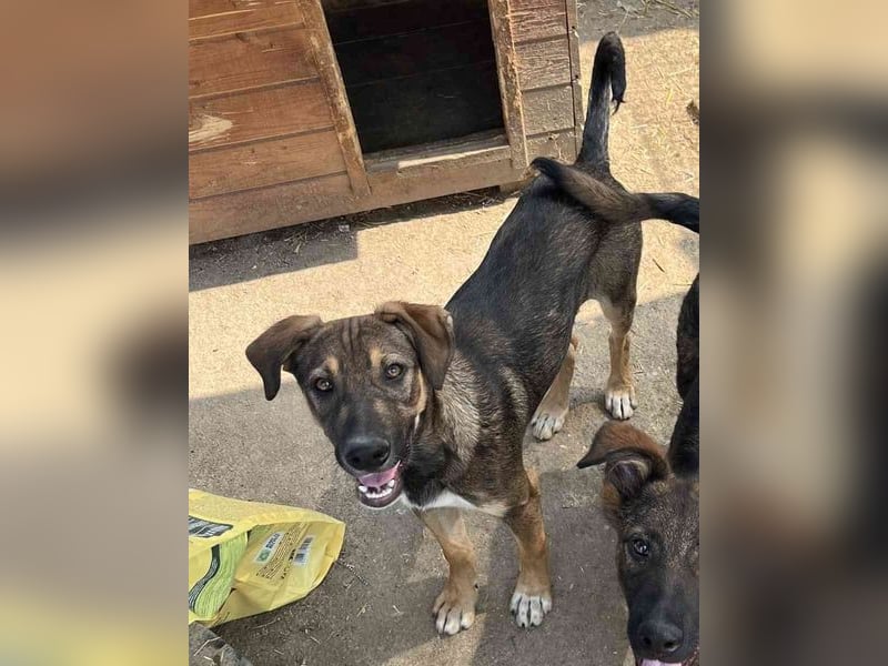 ⭐️EPPO⭐️, entspannter, junger Rüde, 9 Monate, bis 50cm ausgew., Mischling, Tierschutz