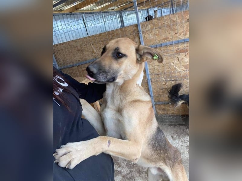 Pluto, der Hölle Tötung Vaslui entkommen