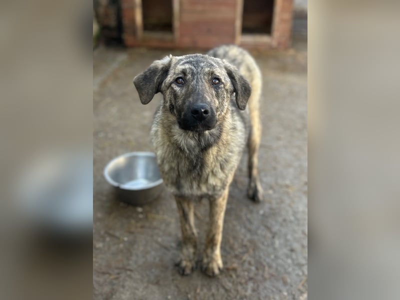 HELEN, schüchternes Notfell, 10 Monate, 53 cm, Herdenschutz-Mix, Tierschutz Rumänien