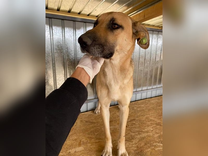 Pluto, der Hölle Tötung Vaslui entkommen