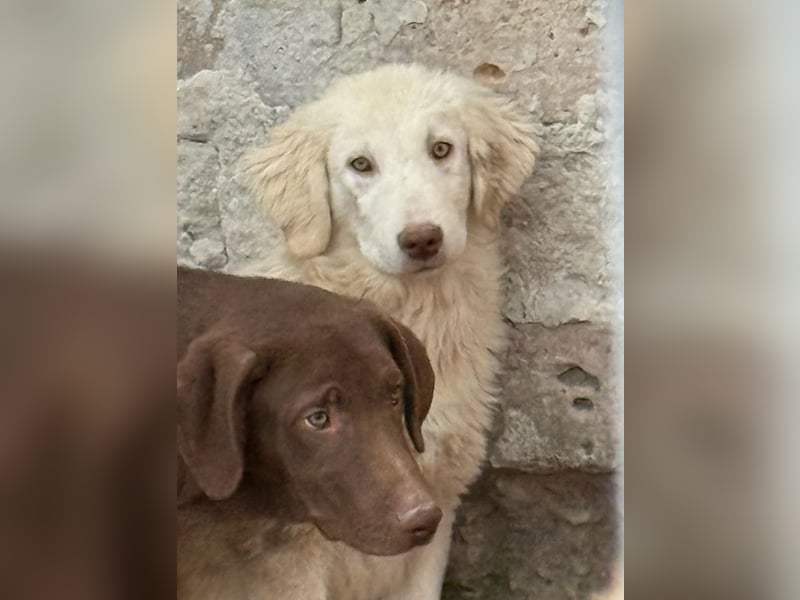 ⭐️DEXI⭐️, neugieriges Fellkind, Hündin, 10 Monate, ca. 55cm, Mischling, Tierschutz