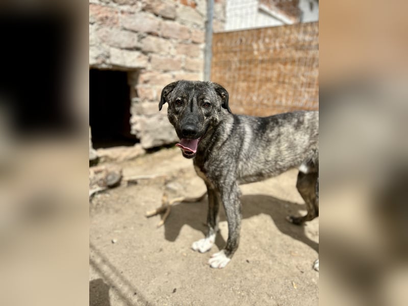 Notfell ⭐️ARI⭐️, besondere Hundeseele, Rüde, 2 Jahre, 55cm, Mischling, Tierschutz