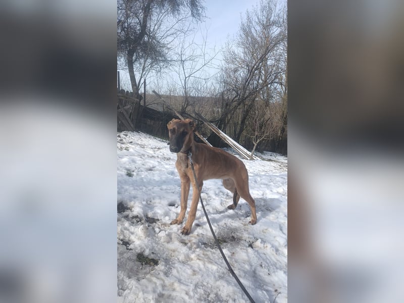 Seppl Tierschutzhund sucht ein Zuhause