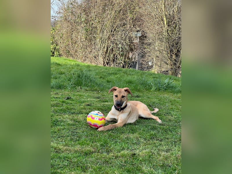 FELICY, smarter Windhund-Mix, 6 Monate, 54 cm, Tierschutz, Pflegestelle Kürten