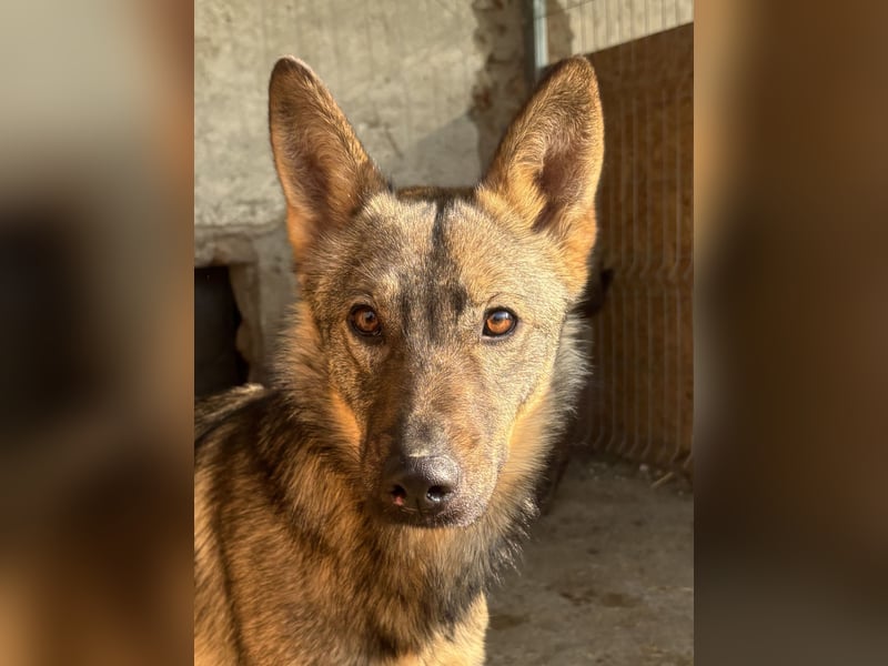 ⭐️BIBO⭐️, rücksichtsvoller Sonnenschein, Rüde, 1,5 Jahr, 55 cm, Mischling, Tierschutz